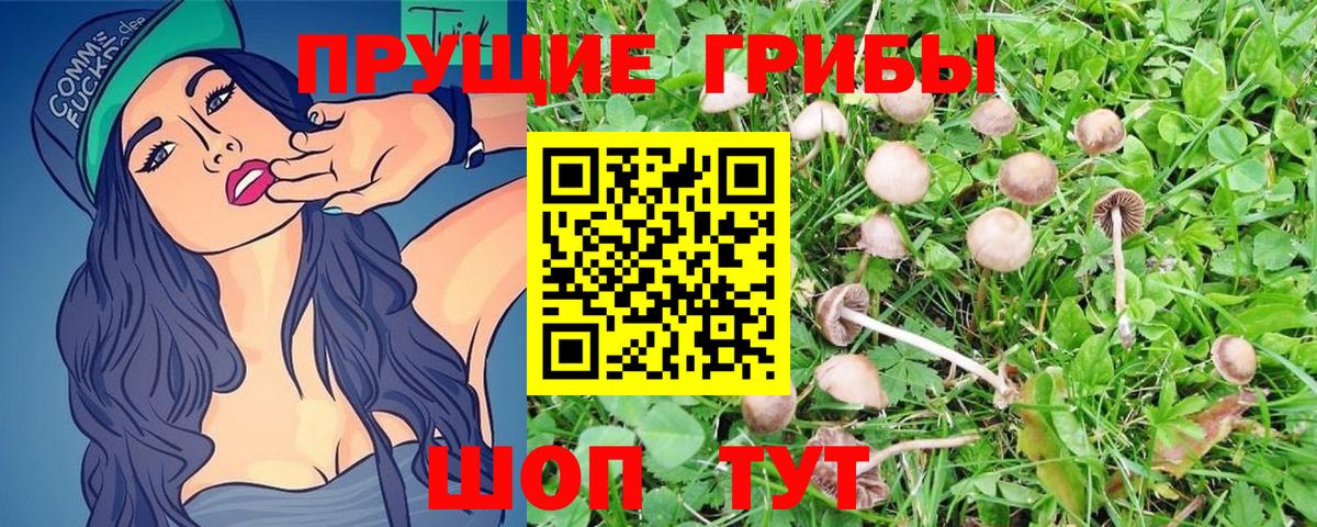 Псилоцибиновые грибы Psilocybe Воскресенск
